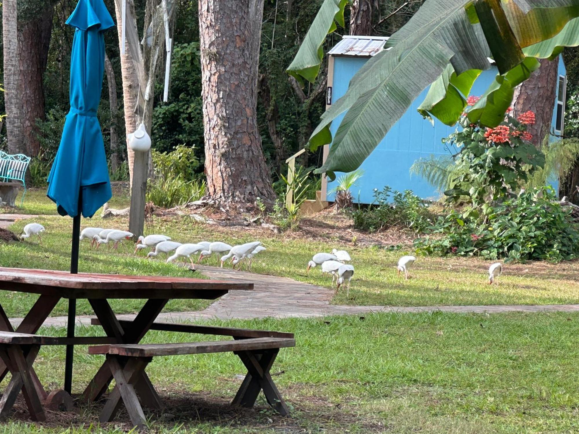Nature Coast Inn & Cottages Inglis Extérieur photo